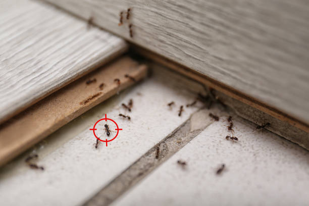 Best Emergency Pest Control  in Chattanooga, TN