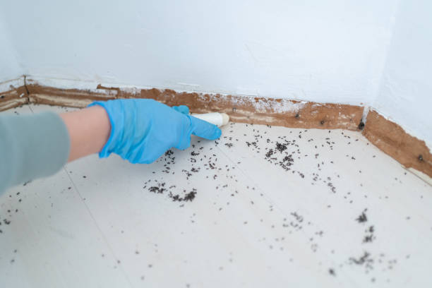 Best Ant Control Services  in Chattanooga, TN