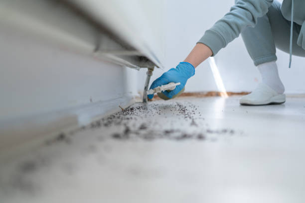Best Flea Control Services  in Chattanooga, TN